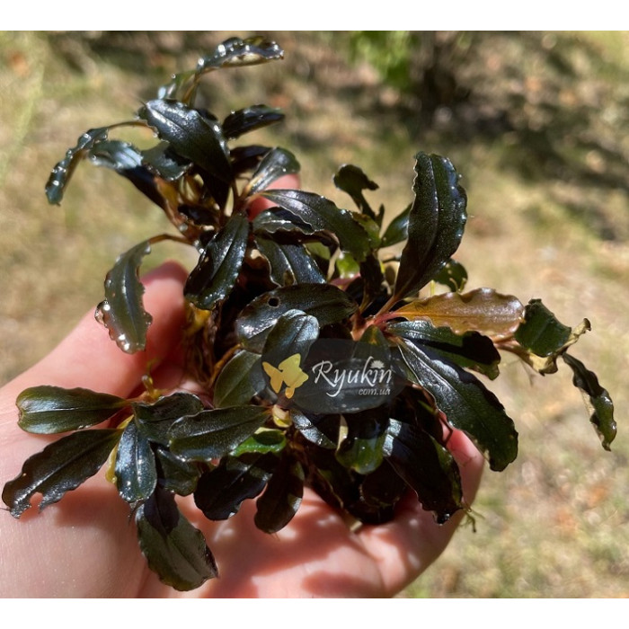 Bucephalandra cf. motleyana Black Purple купити в інтернет